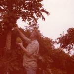 picking paw paw2