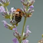 bee on lavender2