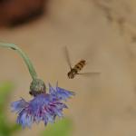 hoverfly