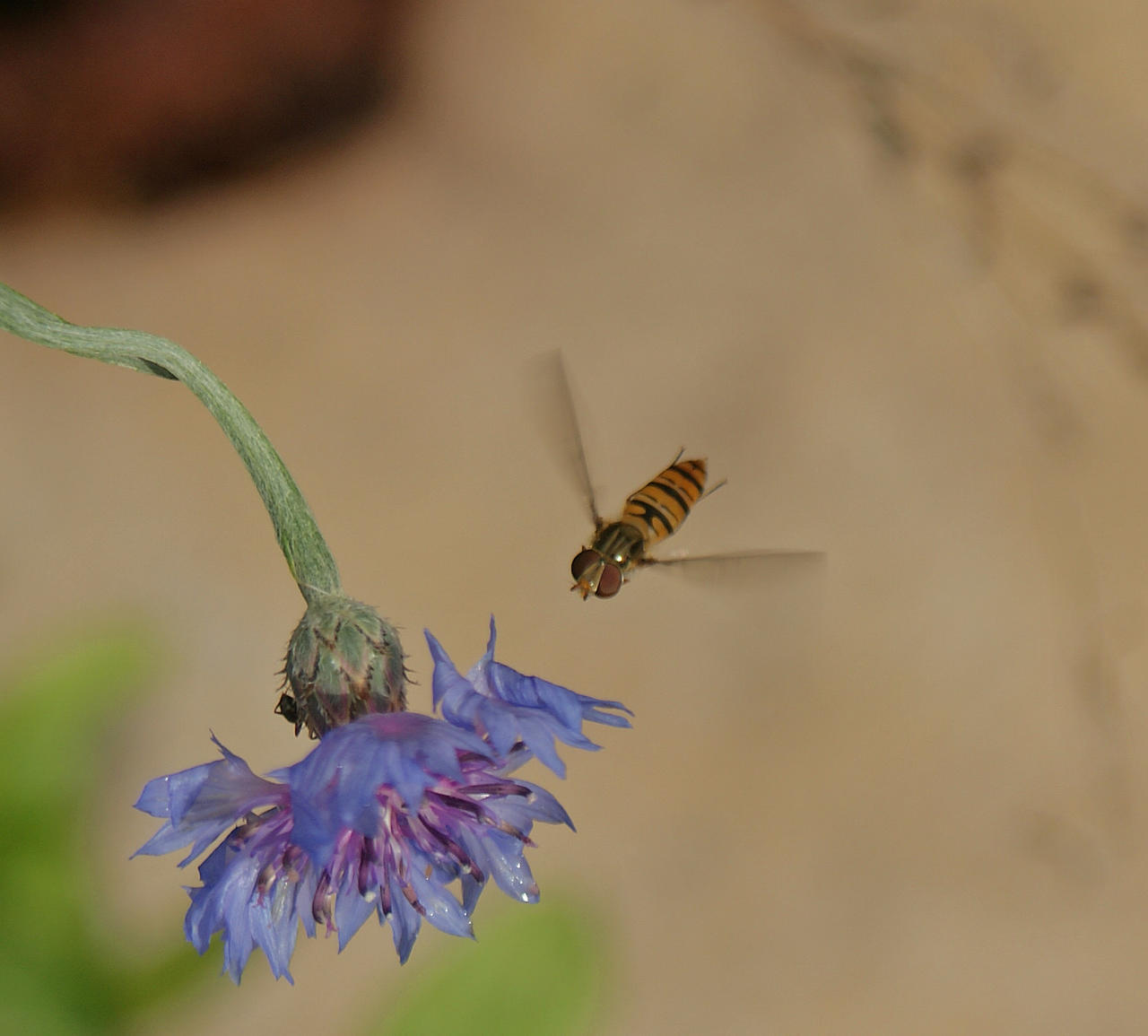 hoverfly