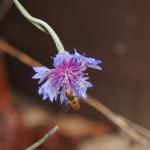 hoverfly2