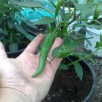 mmm_chilli