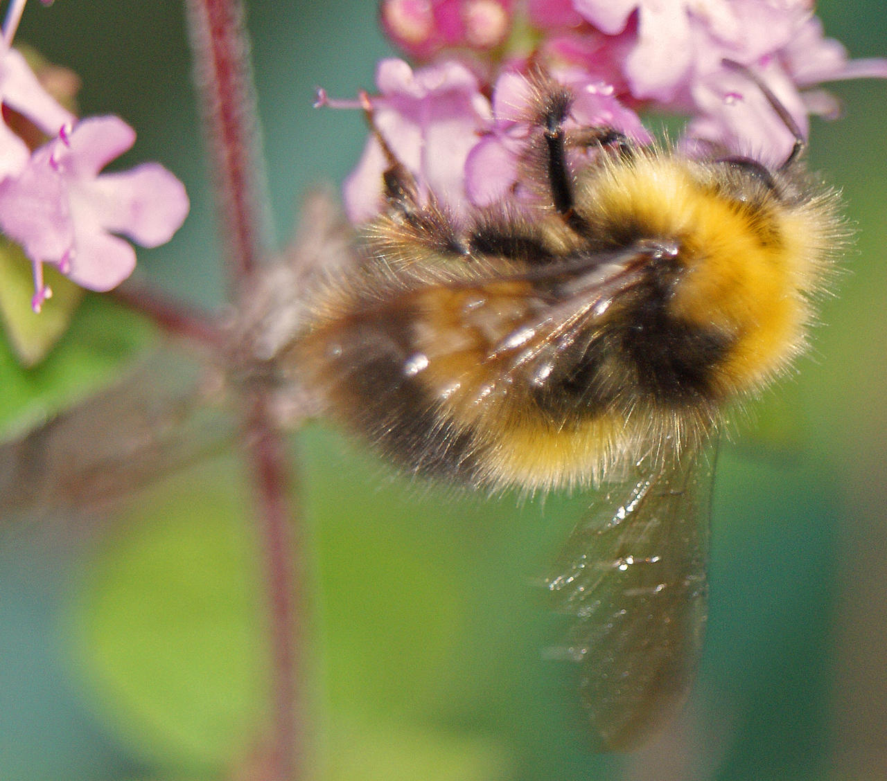 bee on oregano