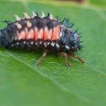 ladybird larvae2
