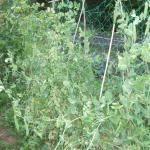 July 2009 004