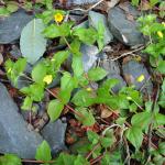 yellow pimpernel