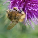 bee on thistle
