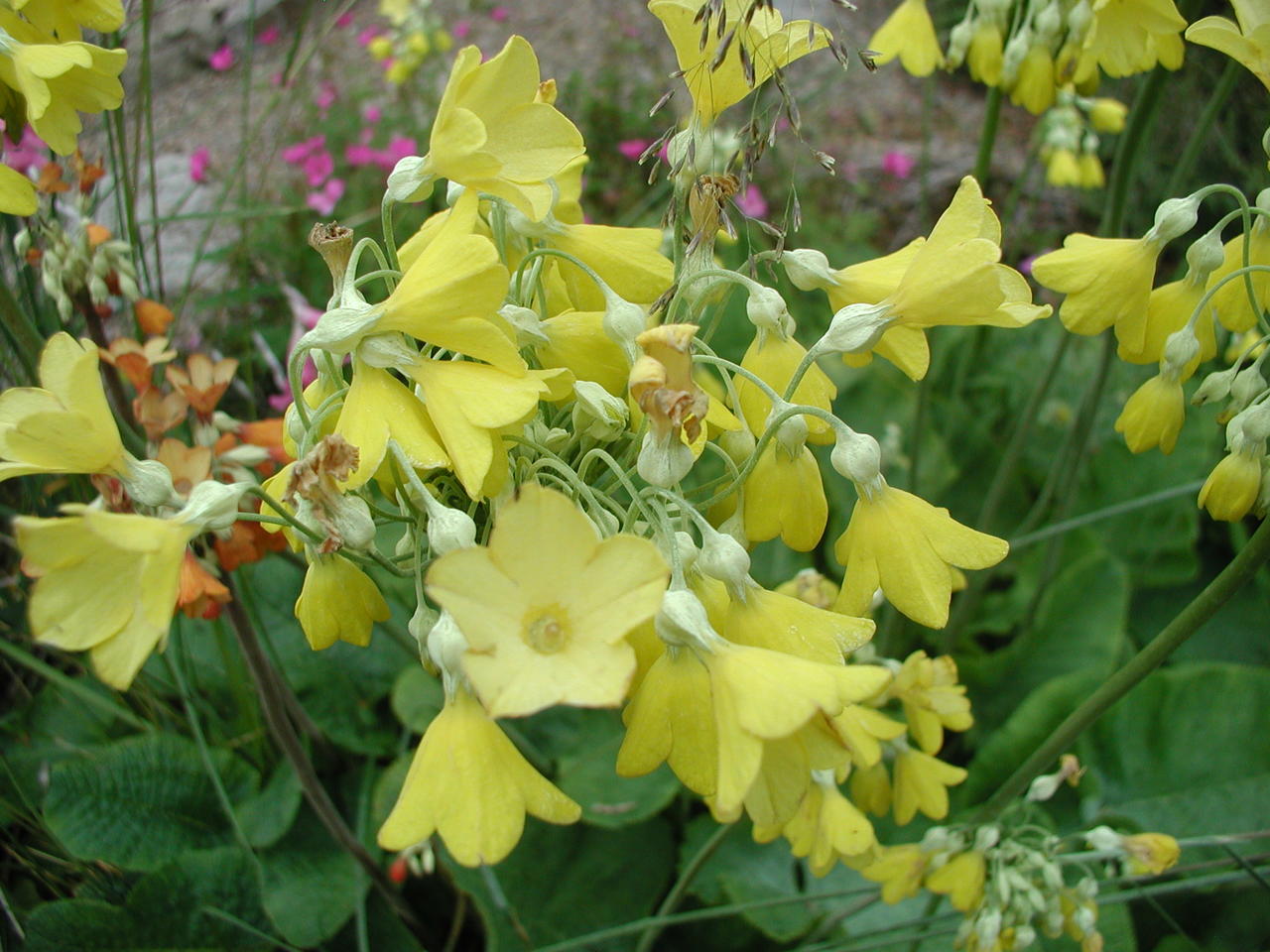 P1010005.JPG