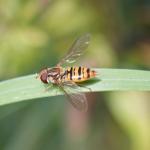 hoverfly 4
