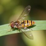 hoverfly 5