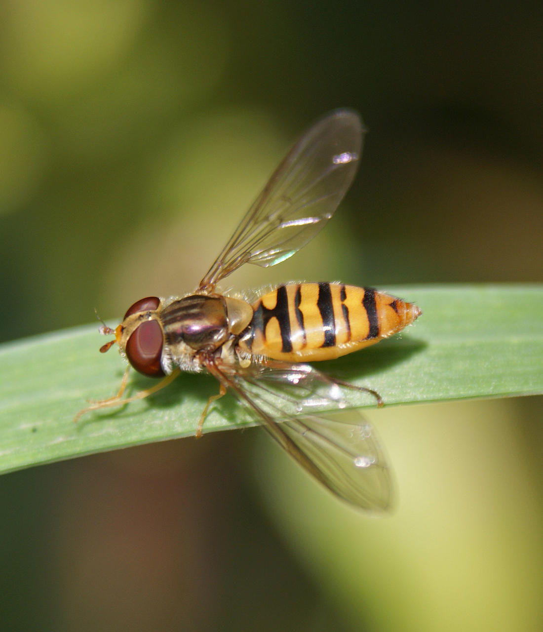 hoverfly 5