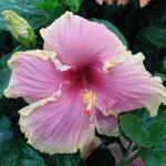 HCt (52)_Hib_Tarentella