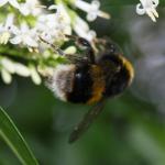 bee on privet