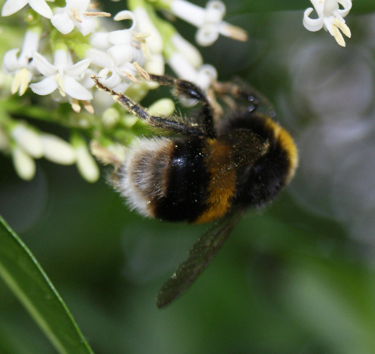 bee on privet