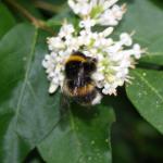 bee on privet2