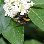 bee on privet3