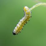 sawfly larvae 5