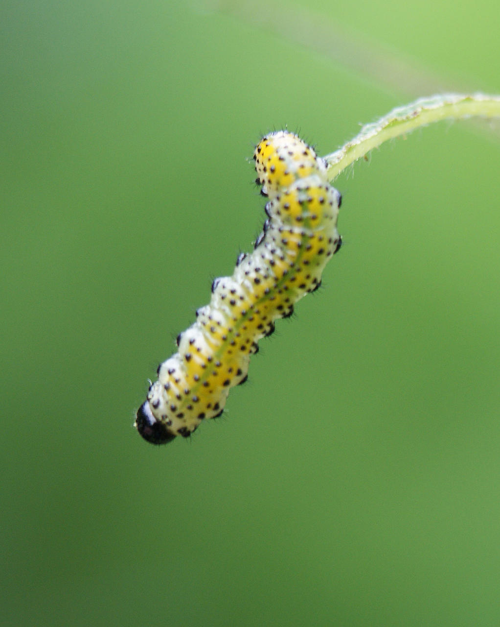 sawfly larvae 5