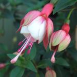DSCF2317