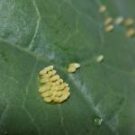 cabbage white eggs2