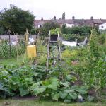 Lottie & Garden July 2009 033