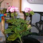 Lottie & Garden July 2009 020