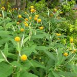 Buddleia Globosa