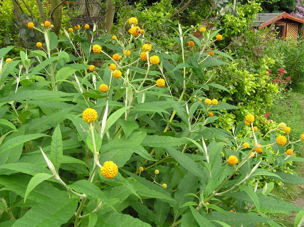 Buddleia Globosa