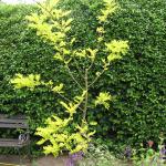False Acacia