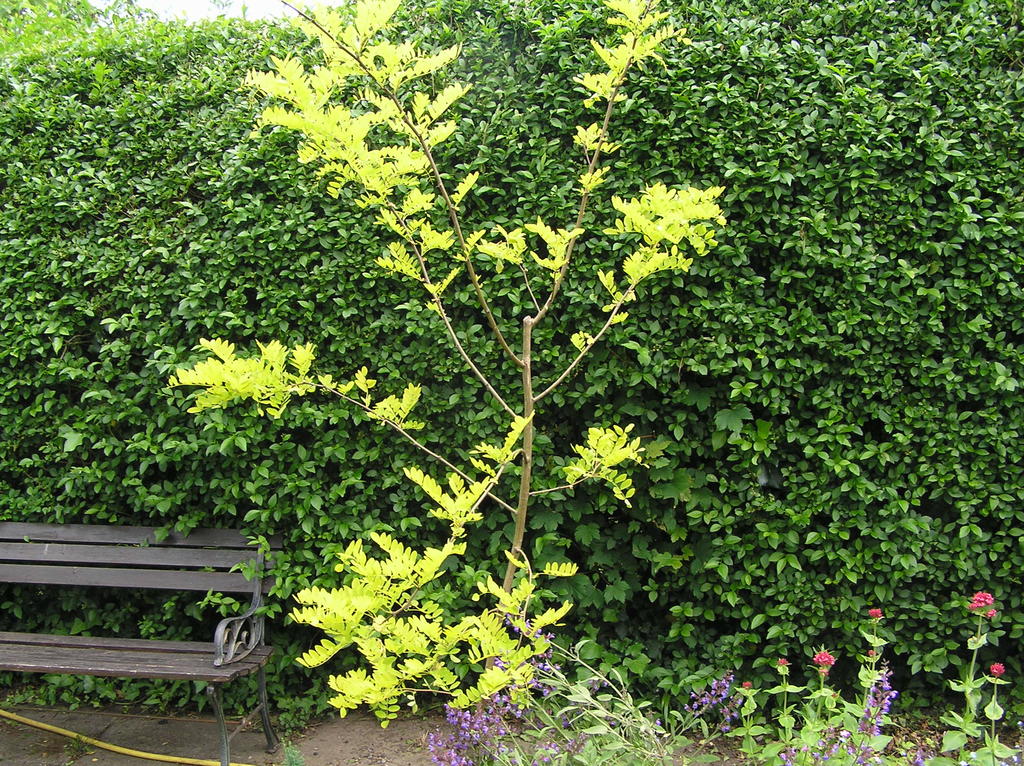 False Acacia