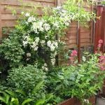 Pyracantha