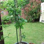 11th June 034