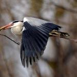 heron