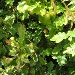 Gellionen walk 003