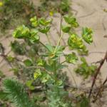 Sea Spurge Euphorbia paralias