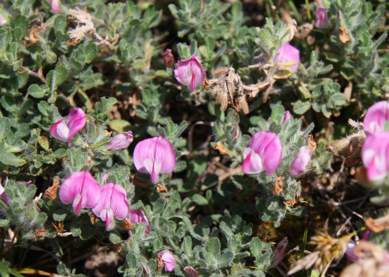 Restharrow Ononis repens
