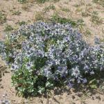 Sea Holly Eryngium maritimum