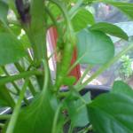 DSC00811