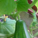 DSC00817
