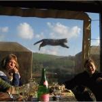flying cats.jpg