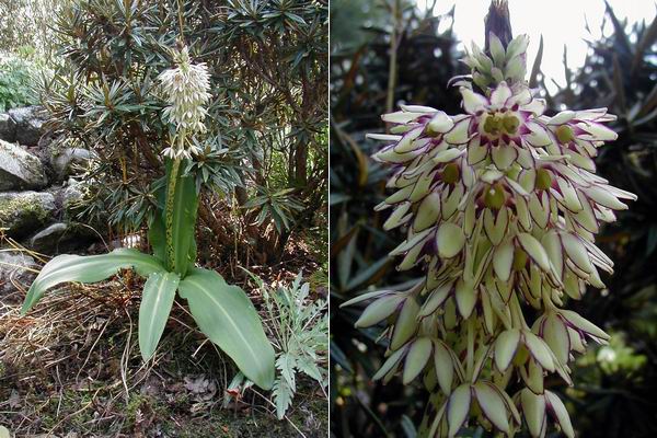 Eucomis_bicolor