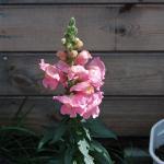 DSC_5345.JPG