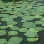 IMG_3101-800.jpg